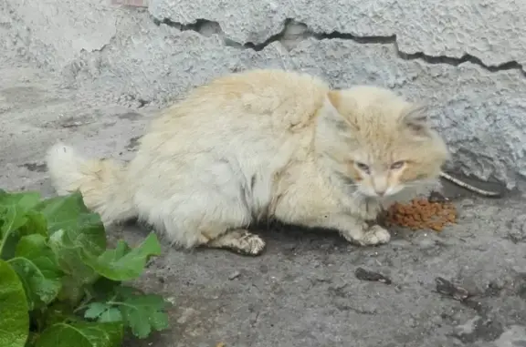 Найден палевый кот в Екатеринбурге!