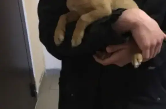 Найден щенок на Профсоюзов 36 в Сургуте