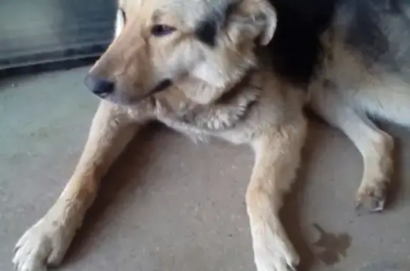 Потерянный пёс на улице Некрасова, Иваново