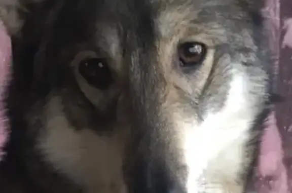 Собаки потеряшки, деревня Новониколаевка, фото: Потеряшка собака Умка в Новониколаевке, Брянская область.