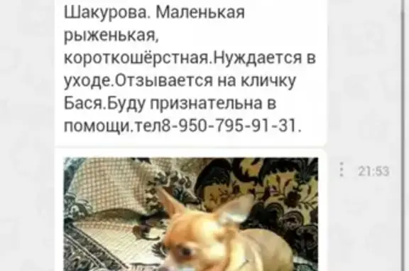 Пропала рыжая собака в Омске, Московка-2