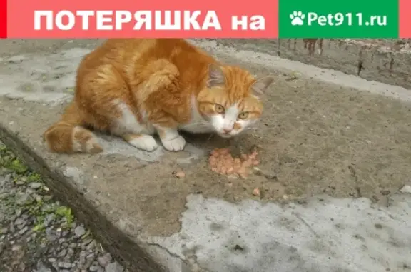 Найден домашний котик на Ленинском пр-те 124-школа 481