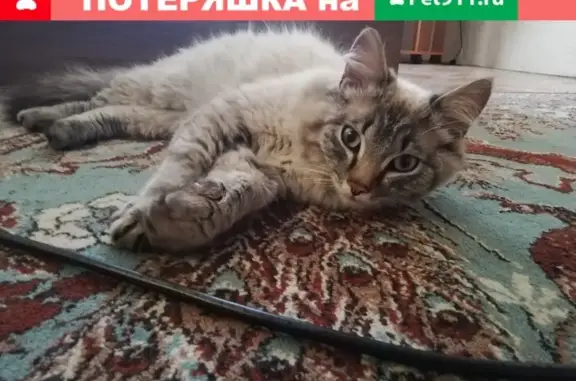 Найден кот на улице Аэрофлотская, 38