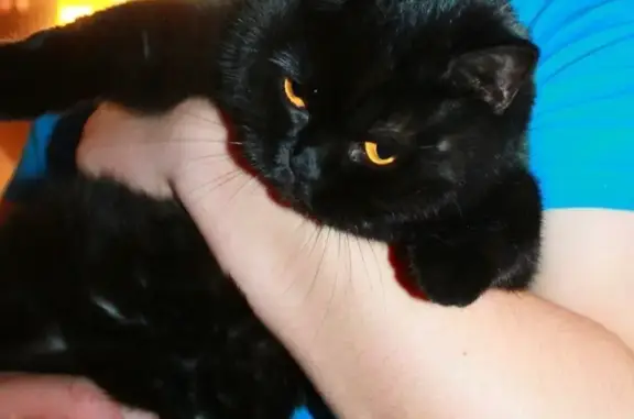 Кошки потеряшки, село Пасегово, фото: Потеряшка кошка Йена, вознаграждение гарантировано! (адрес: Пасегово, Кирово-Чепецкий район)