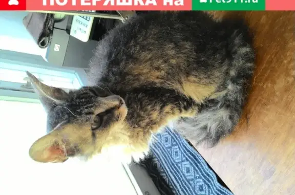 Найдена ласковая кошка на улице Вострухина, Москва