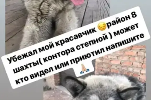 Пропал щенок маламут, Черногорск, 8-я шахта.