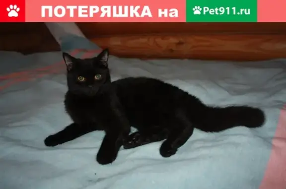 Найден домашний котик в Павловском Посаде