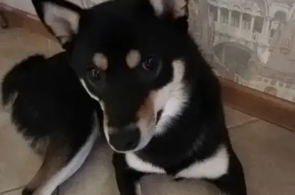 Пропала собака породы Сиба-ину в Тобольске с татуировкой AXD 10304.