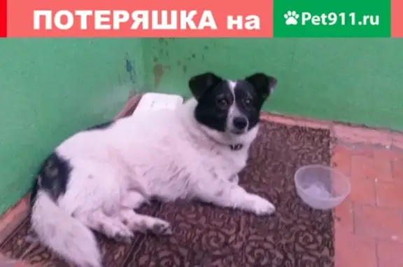 Найдена бездомная собака в Куменском районе, нужна помощь!