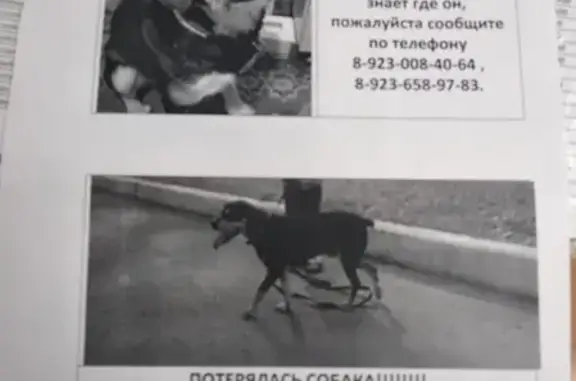 Пропала собака в поселке Комсомольском, Алтайский край