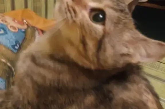 Кошки потеряшки, Тольятти, фото: Потеряшка кошка на ул. Мира 89 в Тольятти, вознаграждение гарантировано!