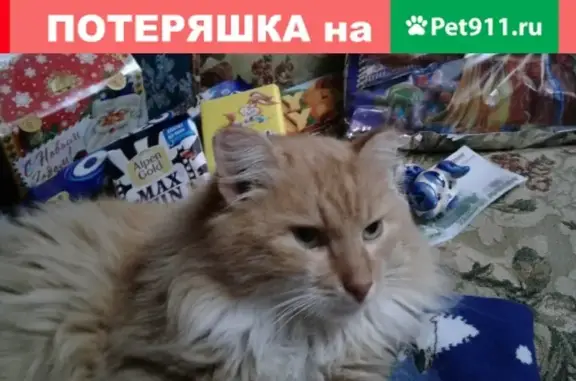 Пропал кот на улице Серп-Молот, Южа, Ивановская область