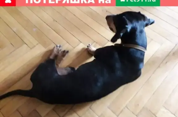 Собака-потеряшка найдена в Москве, метро Каховская