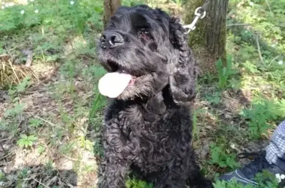 Найдена собака в районе Токсово, ищем владельцев.