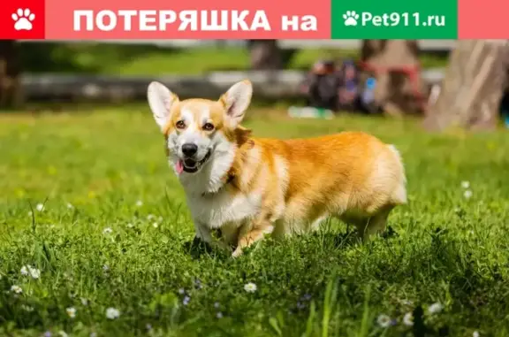 Пропала собака Янис в Одинцово