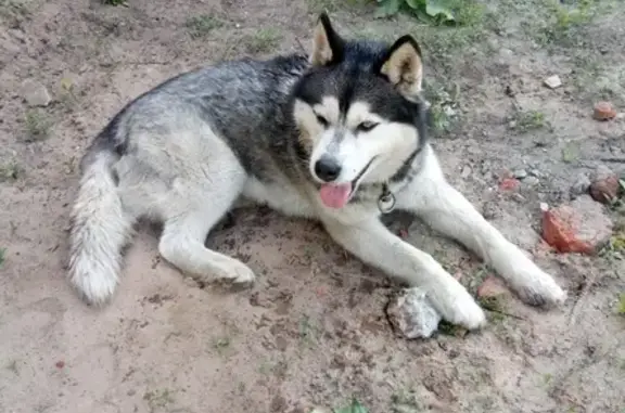 Собака Маламут найдена на Новоузенской 212
