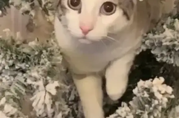 Потерянные животные Москва, фото: Пропал кот на Селезневской, Москва