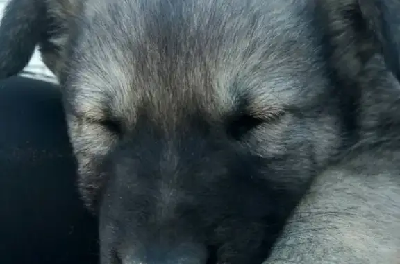 Потерянные животные Астрахань, фото: Пропала собака Лэй в Советском поселке