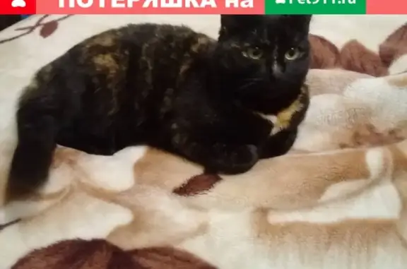 Пропала кошка в районе Западные ворота, Альметьевск.