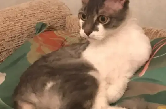 Потерянные животные Москва, фото: Пропал кот Рой из дома на Путевом проезде 26А