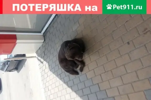 Собака Шоколадный лабрадор найдена у ТЦ Разумное-81.