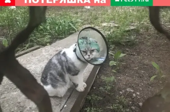 Пропал кот в Аксае, Ростовская область