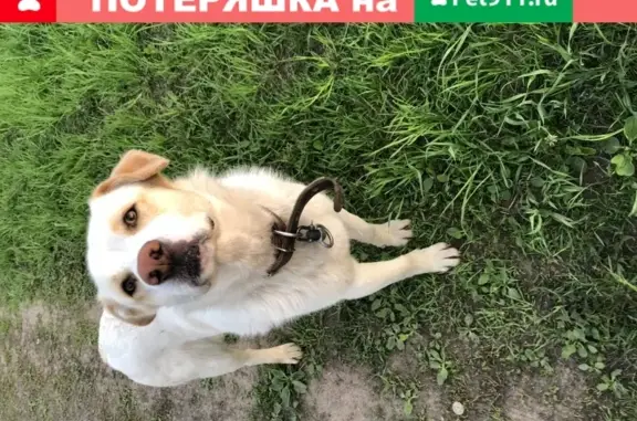 Найдена ласковая собака с ошейником в Матчино