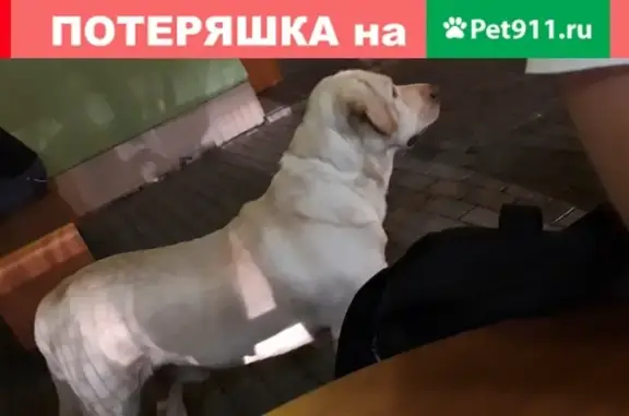 Умная собака на пр. Кирова в Самаре