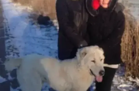 Пропала собака Малыш в Шахтерске, Донецкая область