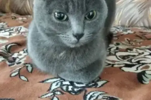 Найдена кошка в Новомарусино, Новосибирская обл.