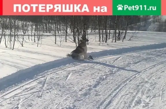 Пропала собака Лайка на ул. Полухина 16, Мурманск