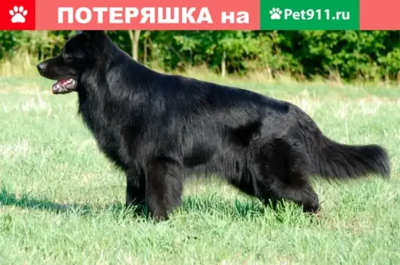 Собаки потеряшки, Зайцево, фото: Потеряшка собака Пуша в Тульской области, ищем!