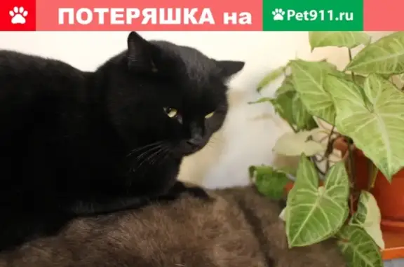 Кошки потеряшки, Новосибирск, фото: Потеряшка кот в Ленинском р-не, Новосибирск