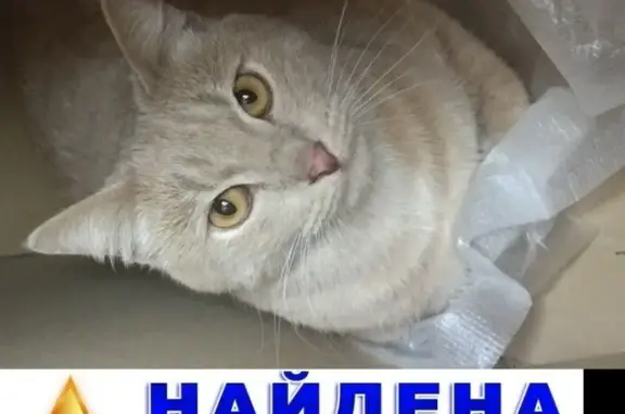 Найдены кошка и кот в Москве
