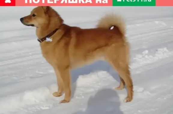 Пропала собака Альфа в Котельниче, Кировская область