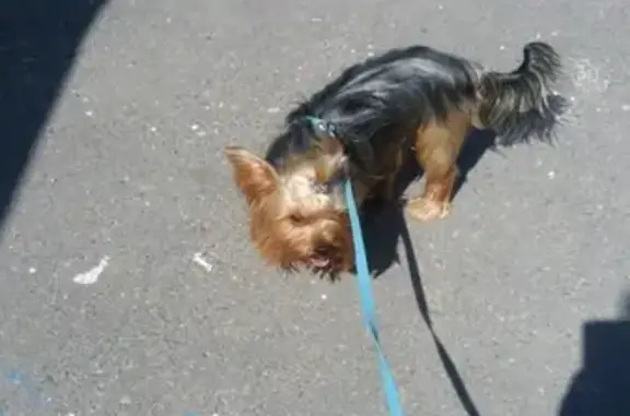 Найдена собака на Мира в Великом Новгороде