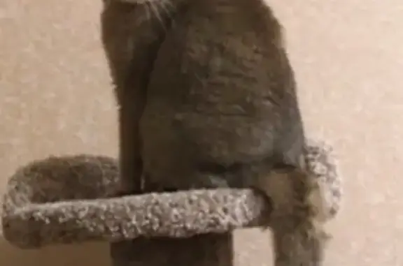 Пропала кошка на Макаренко 3, вознаграждение за находку
