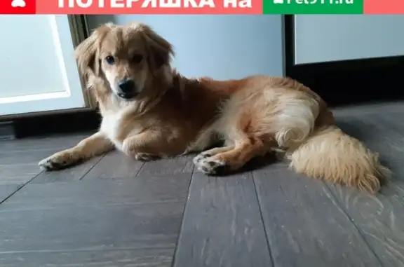 Собака найдена в Бутово с синей шлейкой
