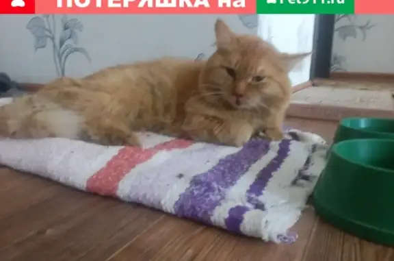 Найдена кошка на улице Калмыкова, нужна передержка.