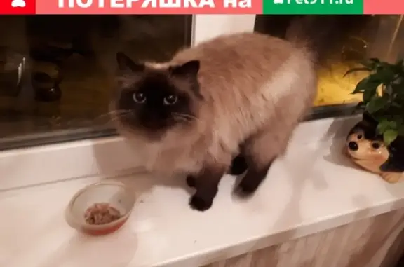 Найдена кошка в северозападном районе Красноярска