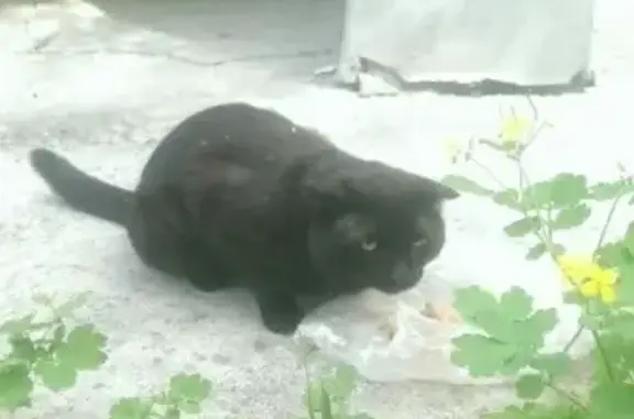 Найден кот на Червишевском тракте.
