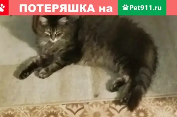 Пропала кошка в Златоусте, ул. Урицкого 31 [id103132920]