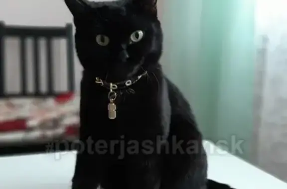 Кошки потеряшки, Новосибирск, фото: Потеряшка кошка в Кудряшовском районе, Садовое общество Метеор.