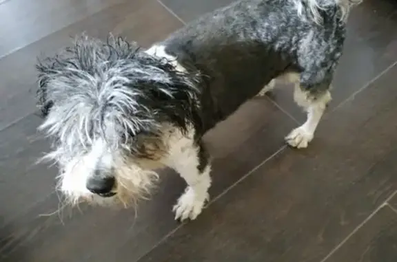 Пропала собака Маня в Уфе, вознаграждение за находку