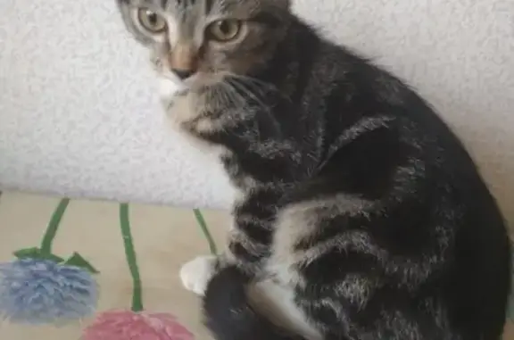 Найдена кошка на Гознаке в Перми