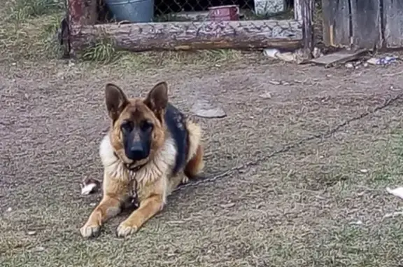 Объявления о пропавших и найденных животных, Кунакбаево, фото: Пропала немецкая овчарка Шерли в д. Кунакбаево.
