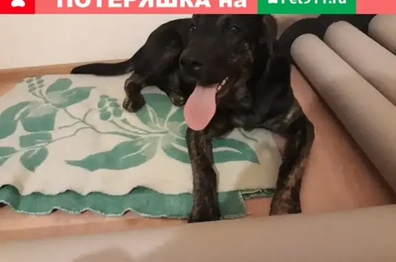 Собака потерялась в Томске, ищем хозяев.