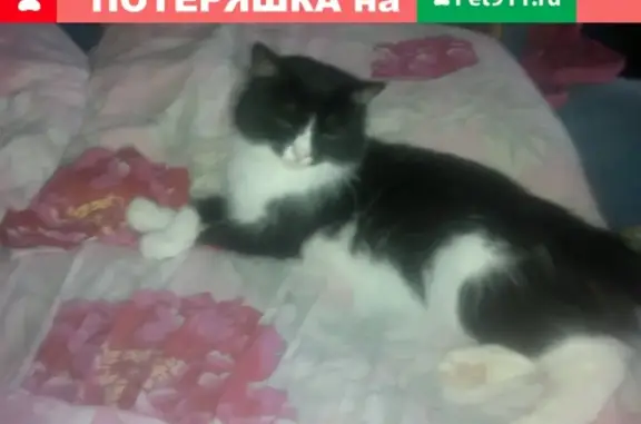 Пропала кошка на ул. Свердлова, д. 68А (Маруся)
