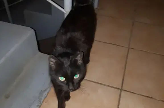 Найдена кошка на химиков в Кемерово