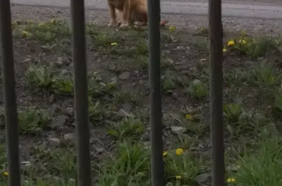 Найдена собака в Кемерово, адрес 46 школы